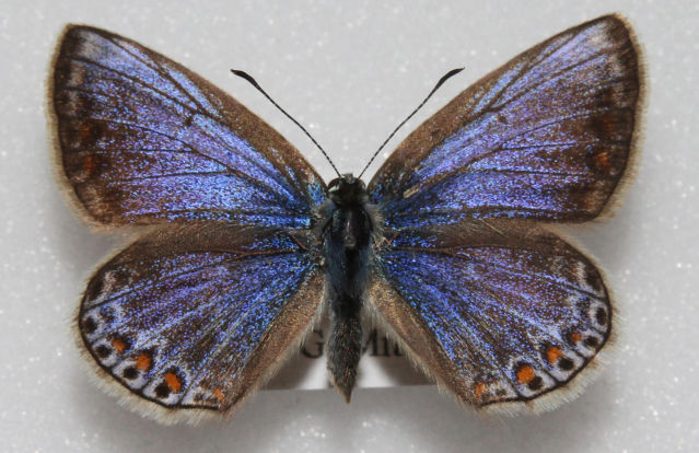 Polyommatus icarus (Common blue aberration british) Internet Image property of respective owner, non-commercial use only